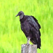 Mal vistos por comerem carniça, urubus e abutres são vitais ao ambiente; saiba a diferença entre eles - Flickr helizio gonçalves