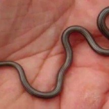 Menor cobra do planeta é ‘redescoberta’ em Barbados - Reprodução/YouTube