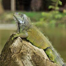 Taiwan oferece dinheiro para quem matar iguanas-verdes - wikimedia commons/Cayambe