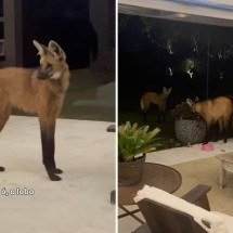 Lobos-guará visitam jardim e encantam paisagista no interior do Rio - Reprodução/Instagram/@allamandapaisagismo