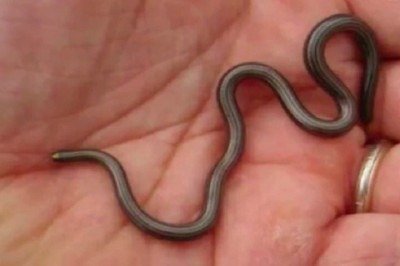 Uma cobra considerada a menor do mundo foi redescoberta em Barbados, no Caribe, após passar cerca de 20 anos como 'espécie perdida'. -  (crédito: Reprodução/YouTube)