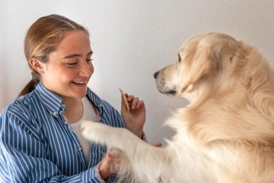 Durante as visitas dos cães terapeutas, são seguidos protocolos rígidos de higiene, manipulação e segurança -  (crédito: pvproductions/FreePik)