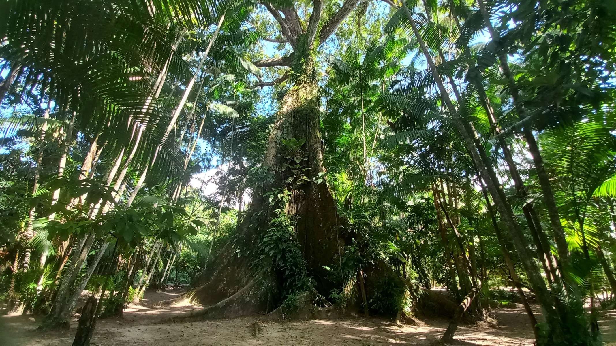 GuardiÃ£ da AmazÃŽnia, a sumaÃºma na Ilha do Combu tem mais de 400 anos