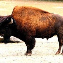 “Derreteu” no lago fervente: morte de bisão assusta turistas - -Rufus46/Wikimédia Commons