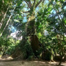 O que fazer em Belém durante e depois da COP30