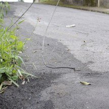 Câmara de BH aprova Projeto de Lei que obriga retirada de fios caídos - Mois&eacute;s Silva/EM/D.A Press