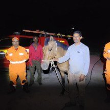 MG: cavalo cai em fossa de 6 metros e é resgatado pelos bombeiros - CBMMG/Reprodução