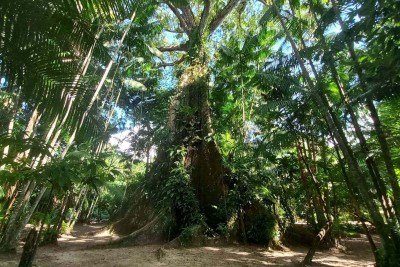 GuardiÃ£ da AmazÃŽnia, a sumaÃºma na Ilha do Combu tem mais de 400 anos -  (crédito: Carlos Altman/EM)