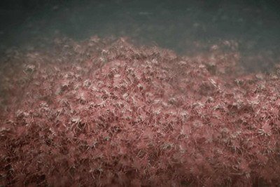 Uma equipe de biólogos avistou centenas de caranguejos-aranha reunidos nas profundezas do mar, numa espécie de 'tapete vermelho'. A imagem foi divulgada por pesquisadores do Schmidt Ocean Institute.  -  (crédito: Divulgação Schmidt Ocean Institute)