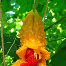 Melão de São Caetano tem histórico uso medicinal -  - H. Zell/Wikimédia Commons