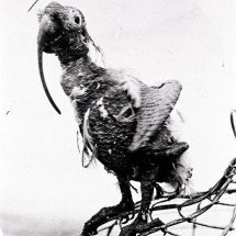 Ficou na história: Papagaio  ‘desafia’ a Ciência e vive 120 anos! - reprodução/Biblioteca Sutherland Shire