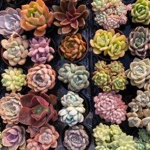 BH: feira gratuita com mais de 5 mil plantas acontece este fim de semana - Expo BH/Reprodução