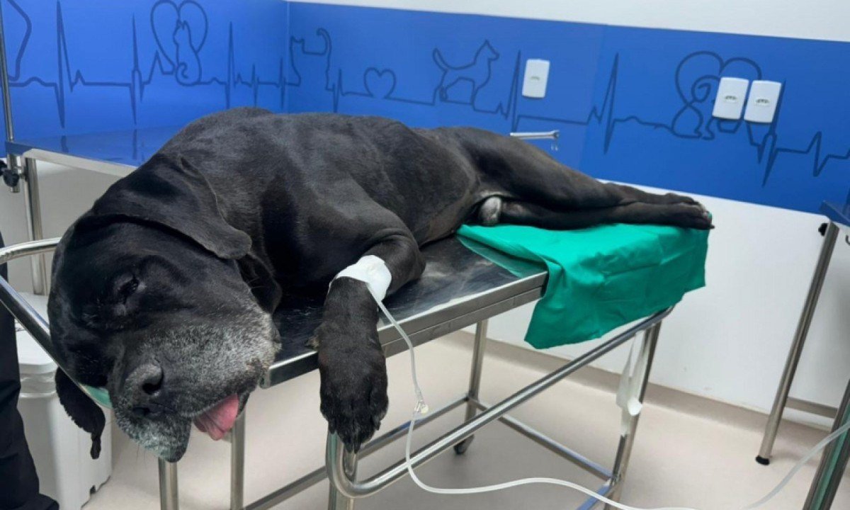 Scooby se recupera bem e tem alta, depois de cirurgia para retirar bala