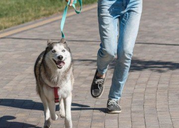 Dica importante: Passeios - Os cachorros precisam fazer suas necessidades e socializar. O ideal é que eles tenham de dois a três passeios por dia, em torno de 30 minutos cada. Sair rapidinho não adianta. -  (crédito: Freepik)