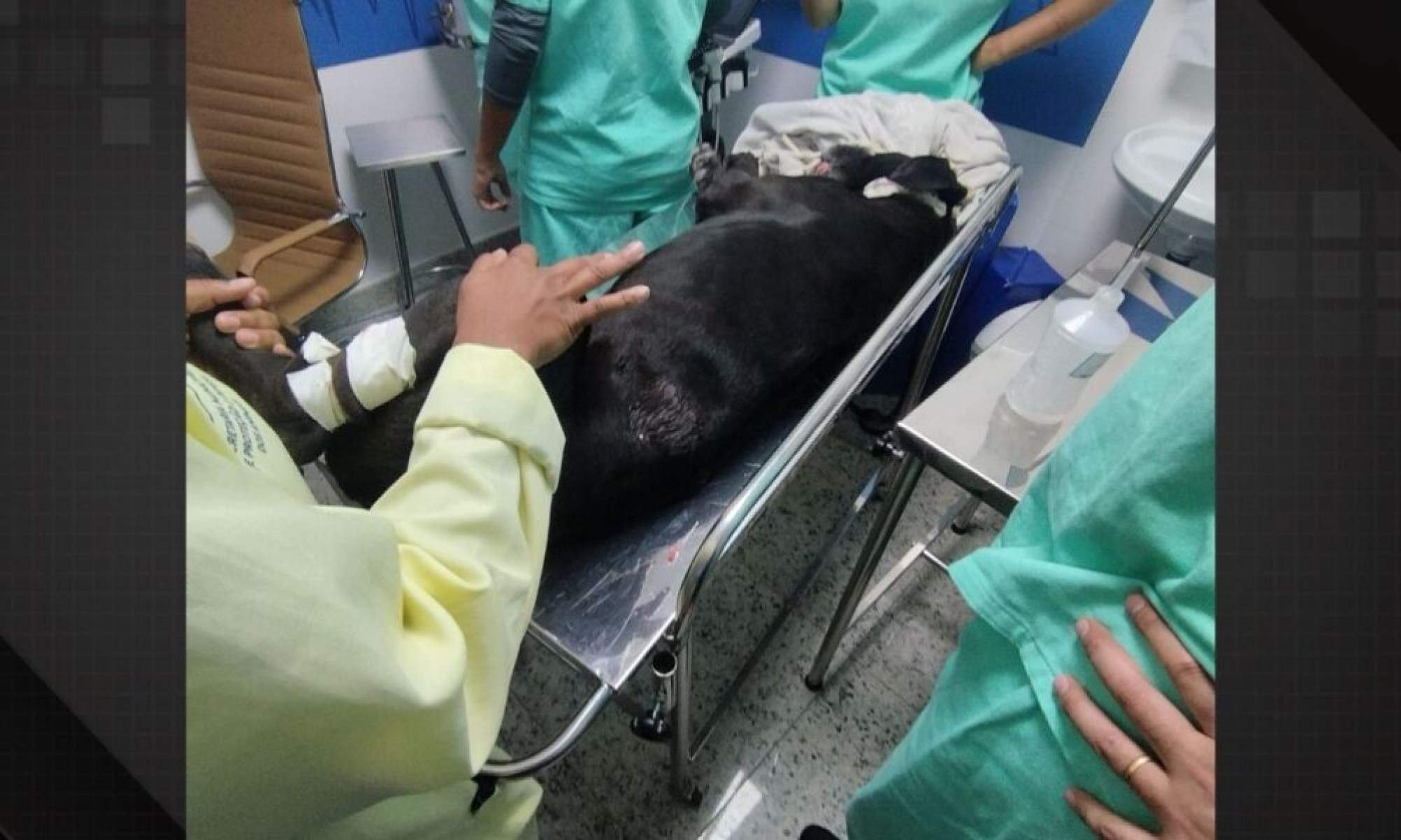 Cachorro baleado em operação na Penha recebe alta após cirurgia - Tupi