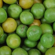 Tesouro da Caatinga, Umbu conquista a ciência com seus benefícios à saúde -  Reprodução do Flickr Ivanovitchm