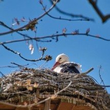 Aves, ocos e florestas: monitoramento de ninhos revela dinâmica na Mata Atlântica -  Helga Kattinger / Pixabay