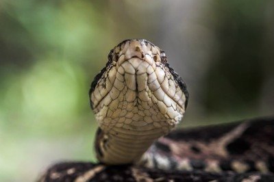 Existem cerca de 400 espécies de cobras no Brasil, sendo 63 peçonhentas. Veja as mais venenosas.  -  (crédito: Rafael Menegucci wikimedia commons )