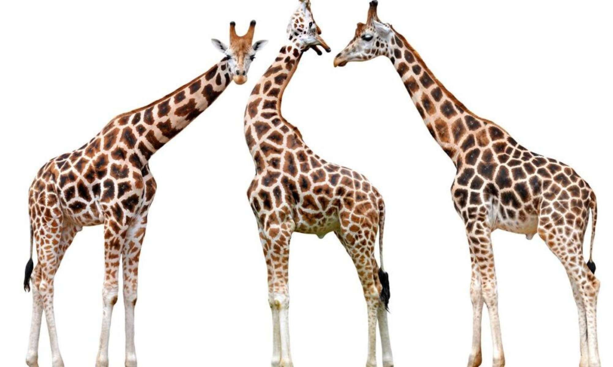 Você sabe qual é o masculino de "girafa"?