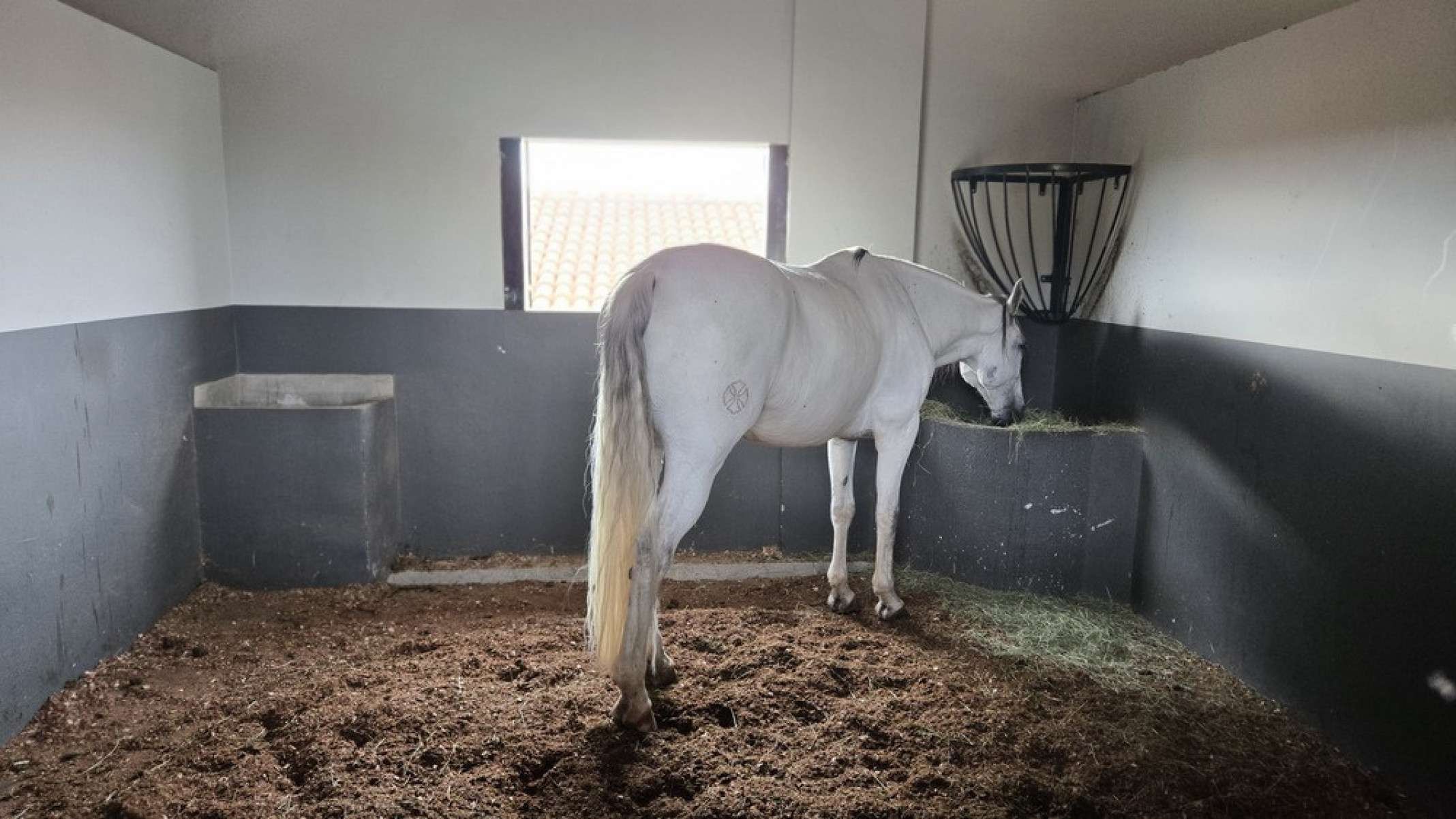 Cavalos lusitanos estão a disposição dos hóspedes para passeios na região -Carlos Altman/EM