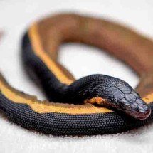 Letal e apavorante: veneno dessa serpente poderia matar 100 homens com uma única dose - Museu de História Natural do Condado de Los Angeles