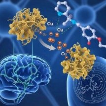 Pesquisadores desenvolvem composto químico contra doença de Alzheimer -  ACS Chemical Neuroscience