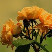 Estudo atesta que rosas não têm espinhos; entenda - Imagem de Couleur por Pixabay

