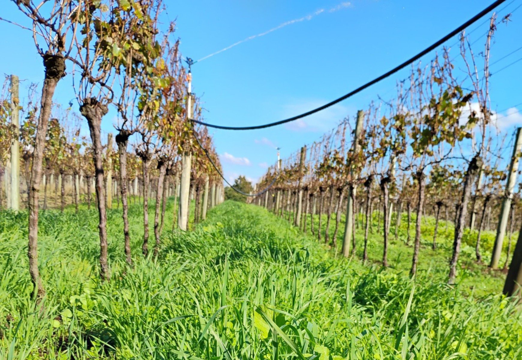 RS leva viticultura sustentável à pauta da COP30 - DINO