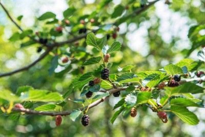 A fruta que cura inflamações e pode ser cultivada facilmente em casa -  (crédito: Tupi)