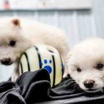 Cientistas usam DNA de fóssil para recriar espécie extinta há 10 mil anos: o lobo-terrível -  Divulgação