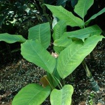 Irritação e inchaço: Plantas que podem causar intoxicação - Krzysztof Ziarnek, wikimedia commons