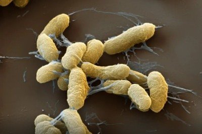 Todos os microrganismos patogênicos têm como objetivo biológico primordial se perpetuar e, para tanto, buscam formas de se reproduzir -  (crédito: Opas/Reprodução)