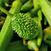 Maxixe reforça a imunidade e regula a glicose - Flickr Dyana Mara