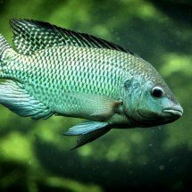 De água doce ou salgada, opções de peixe para comer bem e turbinar a saúde - PietervH - Flickr