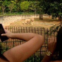 Zoobotânica abre sindicância sobre morte de animais - Túlio Santos/EM/D.A Press