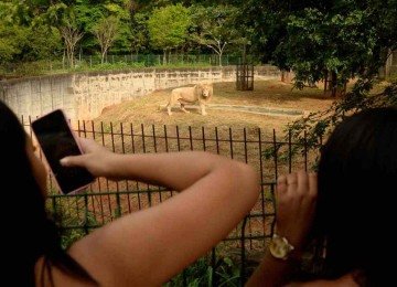 O leão Mafu, que chegou ao zoológico com a leoa-branca Pretória é observado por visitantes: fêmea morreu na terça-feira, durante cirurgia -  (crédito: Túlio Santos/EM/D.A Press)