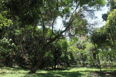 Conselho Municipal de Meio Ambiente (Comam) é responsável por regulamentar licenças e atividades ambientais em Belo Horizonte -  (crédito: Jair Amaral / EM/D.A Press)