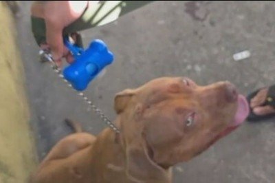 Dois ataques envolvendo cães da raça pitbull ocorreram em dois dias no Rio. Em Belford Roxo, um animal invadiu uma escola e arrastou uma aluna de 10 anos; no dia anterior, outro pitbull atacou o pequeno Igor, de 4 anos, em Irajá — ele não resistiu. -  (crédito: reprodução de vídeo TV Globo)