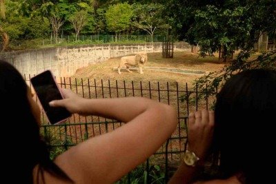 O leão Mafu, que chegou ao zoológico com a leoa-branca Pretória é observado por visitantes: fêmea morreu na terça-feira, durante cirurgia -  (crédito: Túlio Santos/EM/D.A Press)