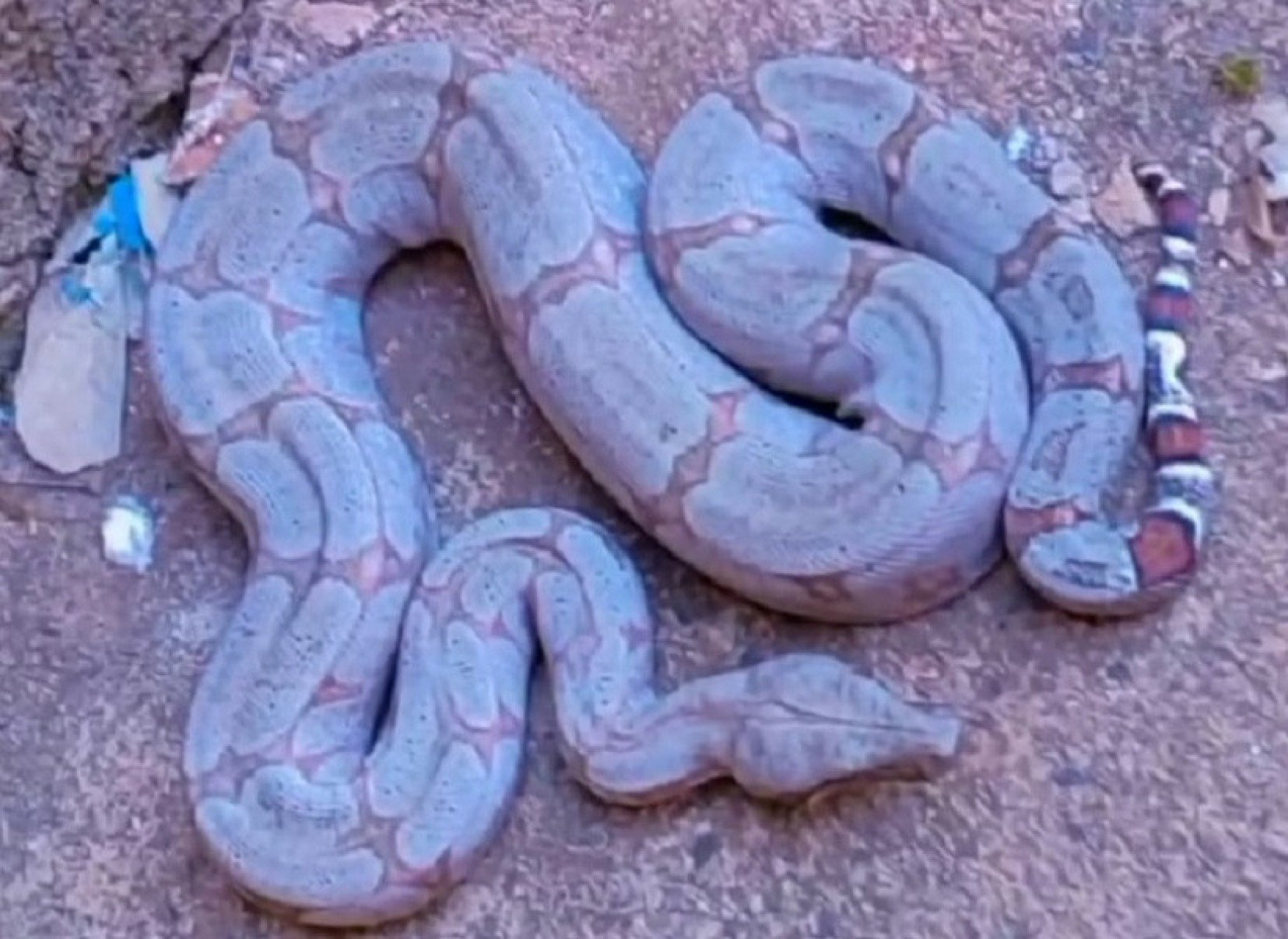 Jiboia é encontrada dentro de casa em cidade do Triângulo Mineiro