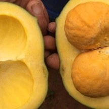 Onde encontrar pequi em Minas Gerais fora da época de festa - Fernando Oliveira/Divulga&ccedil;&atilde;o