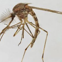Acabou o sossego: Mosquitos aparecem na Islândia pela primeira vez - Wikimedia/Domínio Público
