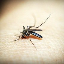 Mosquitos da mata atlântica preferem sangue humano, diz estudo - icon0.com pexels