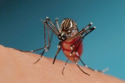 Em 2024, a cidade de NiterÃ³i, no Rio de Janeiro, recebeu o MÃ©todo Wolbachia e o resultado foi a reduÃ§Ã£o de 69,4% dos casos de dengue, 56,3% de chikungunya e 37% de Zika na cidade.  -  (crédito: Nicolas HENON - Flickr)