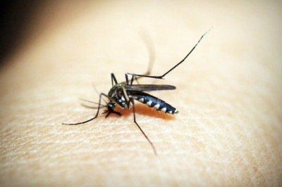 Mosquito da dengue, zika e chikungunya  -  (crédito: icon0.com pexels)