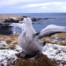 Veja quais são as maiores aves do planeta - Alain RICCI - wikimedia commons 