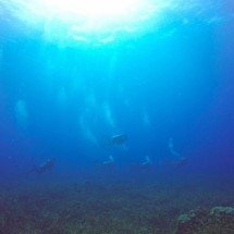 Cápsula feita para ‘viver’ no fundo do mar tem cozinha e beliches - Freepik/tirachard