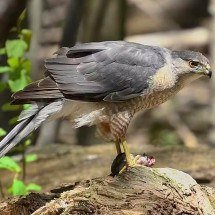 Inteligência animal: gavião aproveita sinal de trânsito para capturar presas - Mykola Swarnyk/Wikimedia Commons