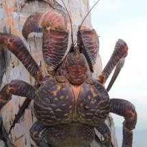 Caranguejo gigante volta a ser avistado; espécie tinha sumido há 15 séculos - Reprodução/YouTube