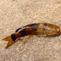 Cardume de espécie rara “escala” cachoeira e impressiona os pesquisadores -  Reprodução de Facebook